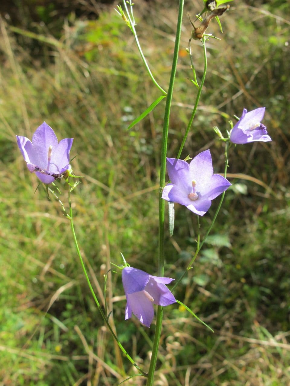 Baumgartens Glockenblume