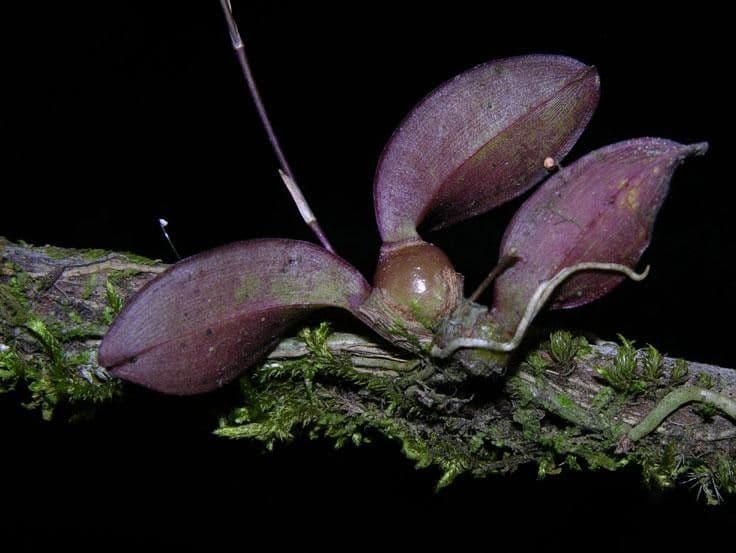 Leochilus 8