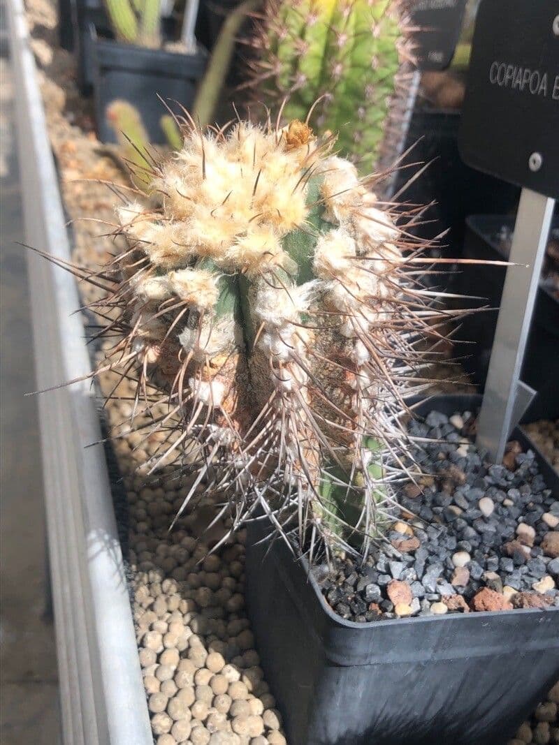 Copiapoa