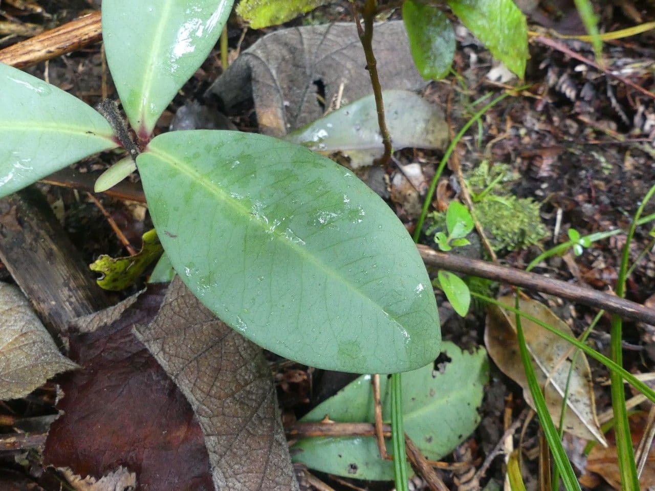 Badula 8