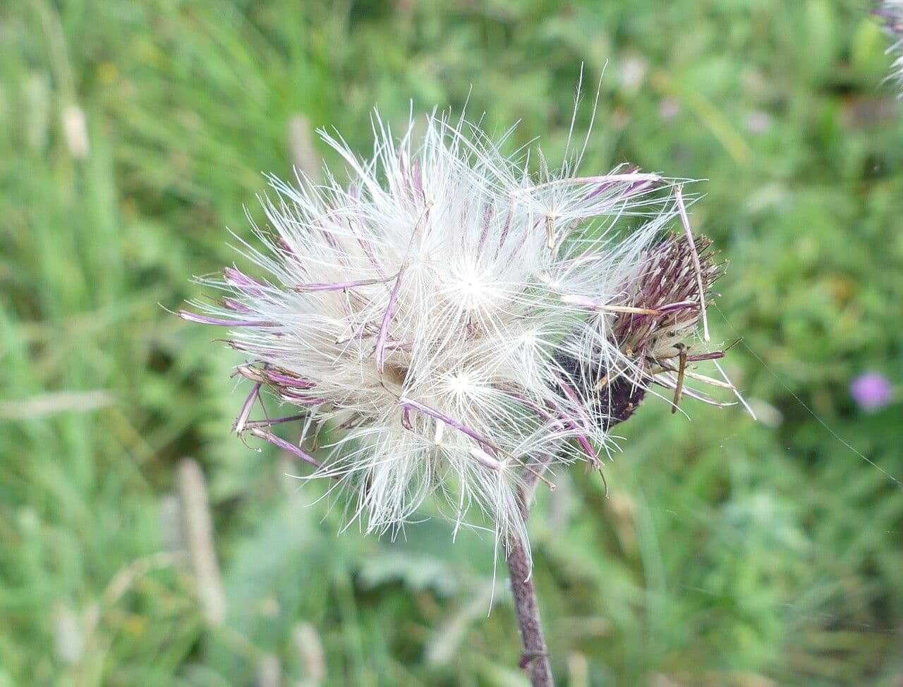 Serratula comune 5