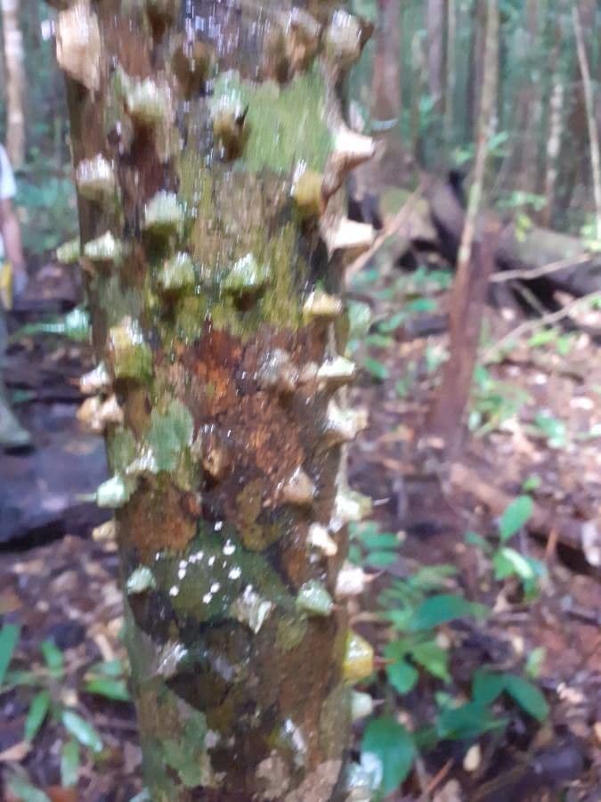 Zanthoxylum 14