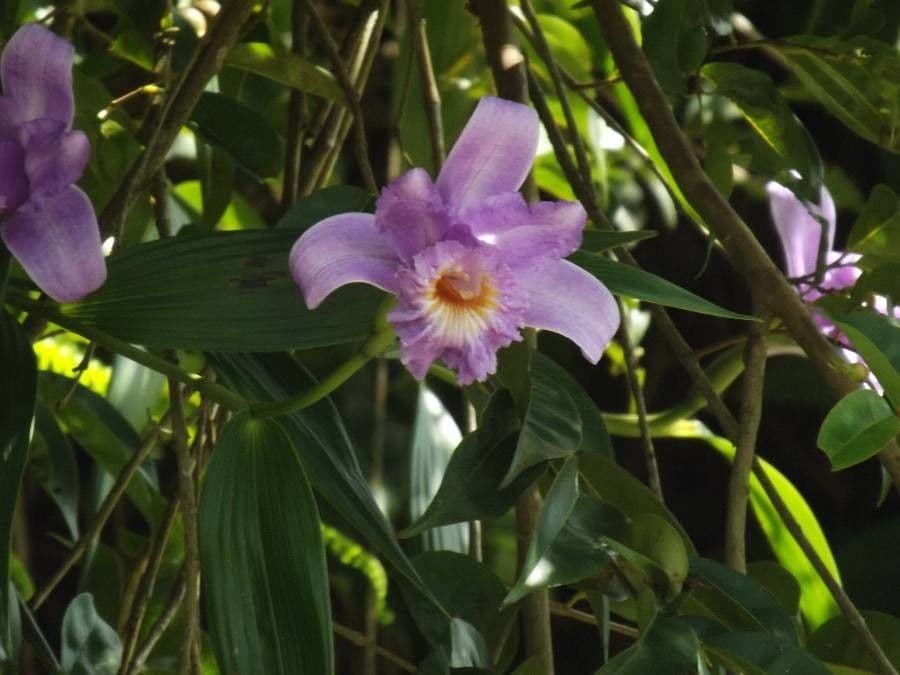 Sobralia 5