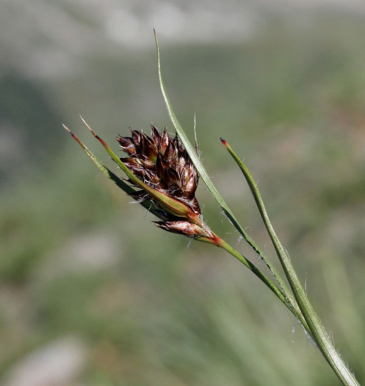 Junco pediforme 4