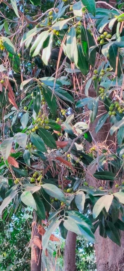 Diospyros 4