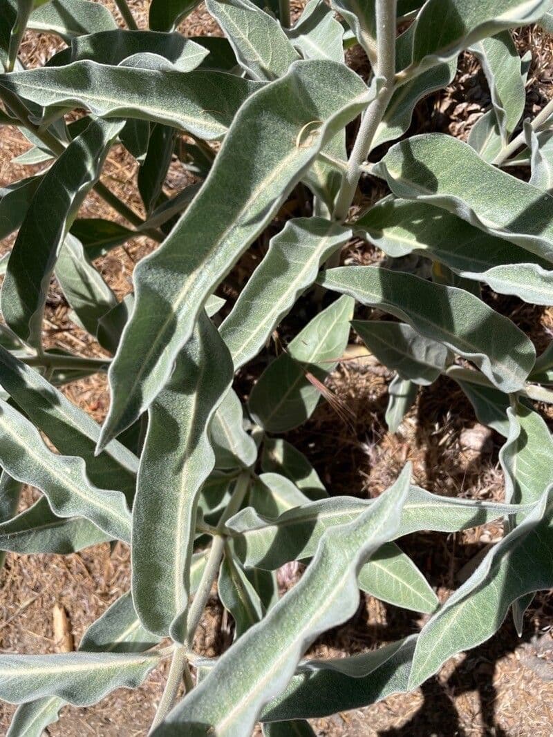 Asclepias 16
