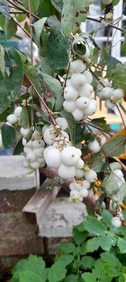 Syzygium