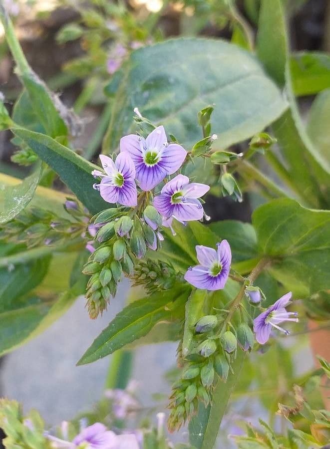 Veronica acquatica 7