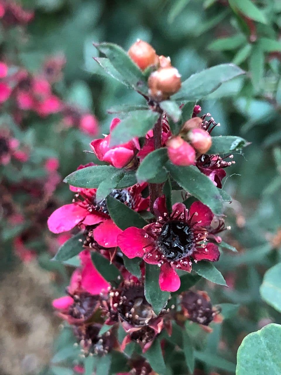 Manuka 13