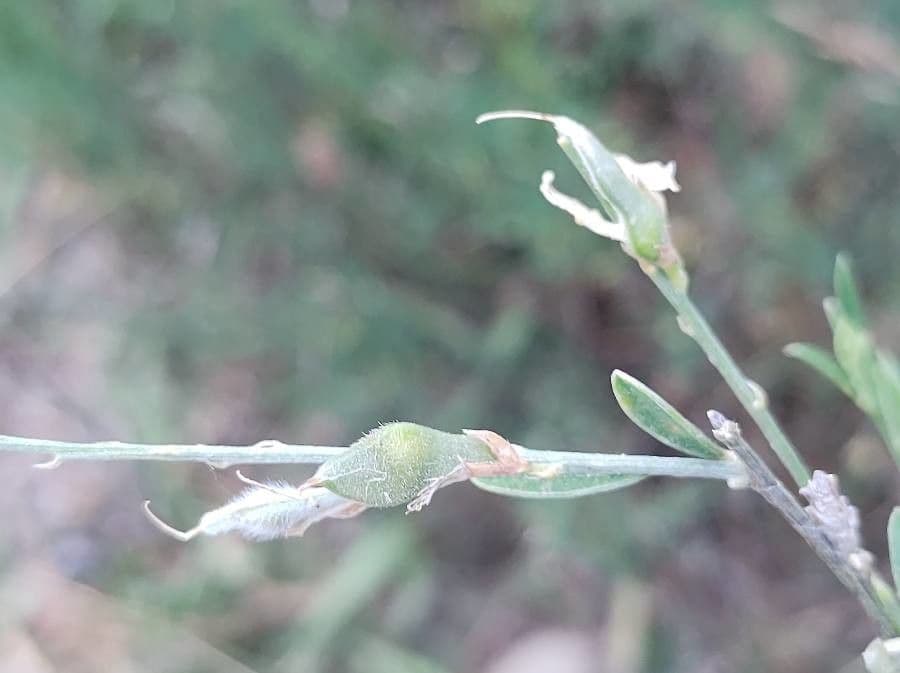 Ginestra 3
