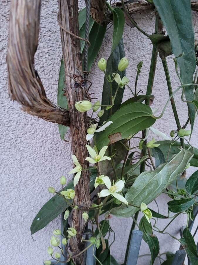 Clematis di Armand 19