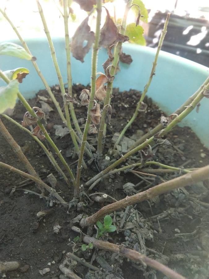 Stevia 19