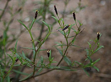 Pectis linifolia 2