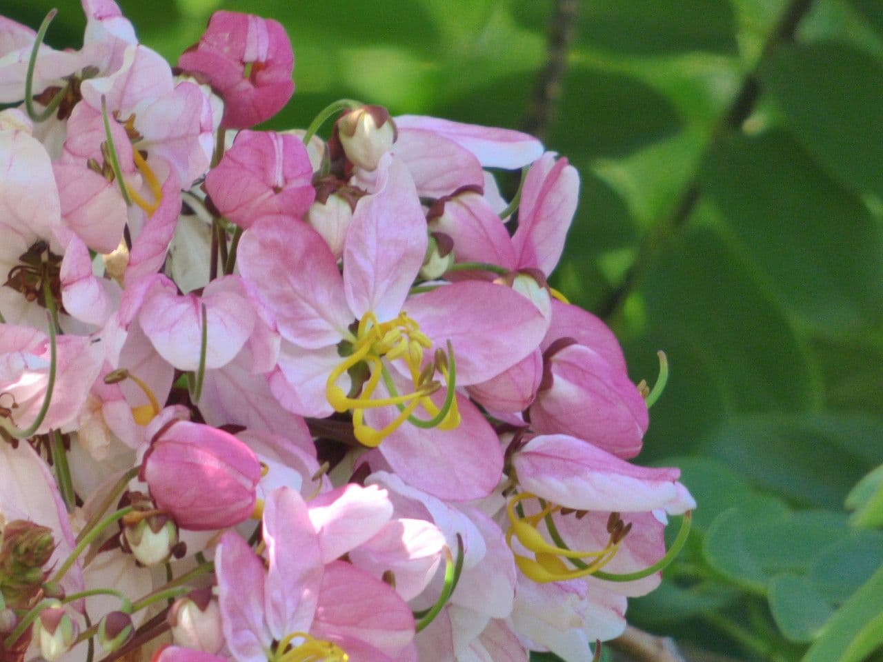 Cassia de Java 6