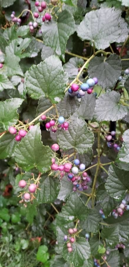 Ampelopsis glandulosa 9