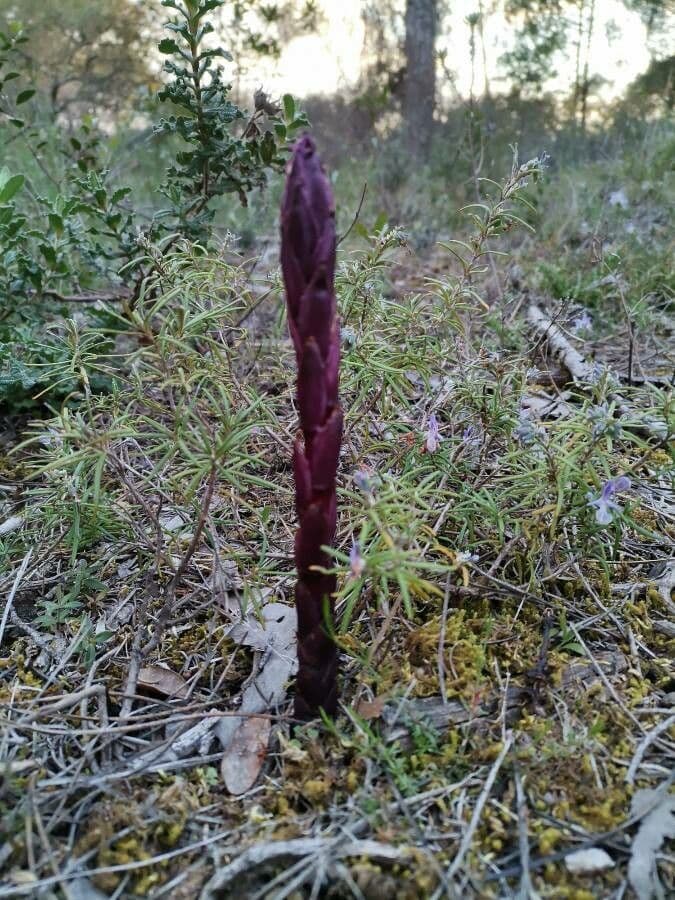 Orobanche a squame larghe 22