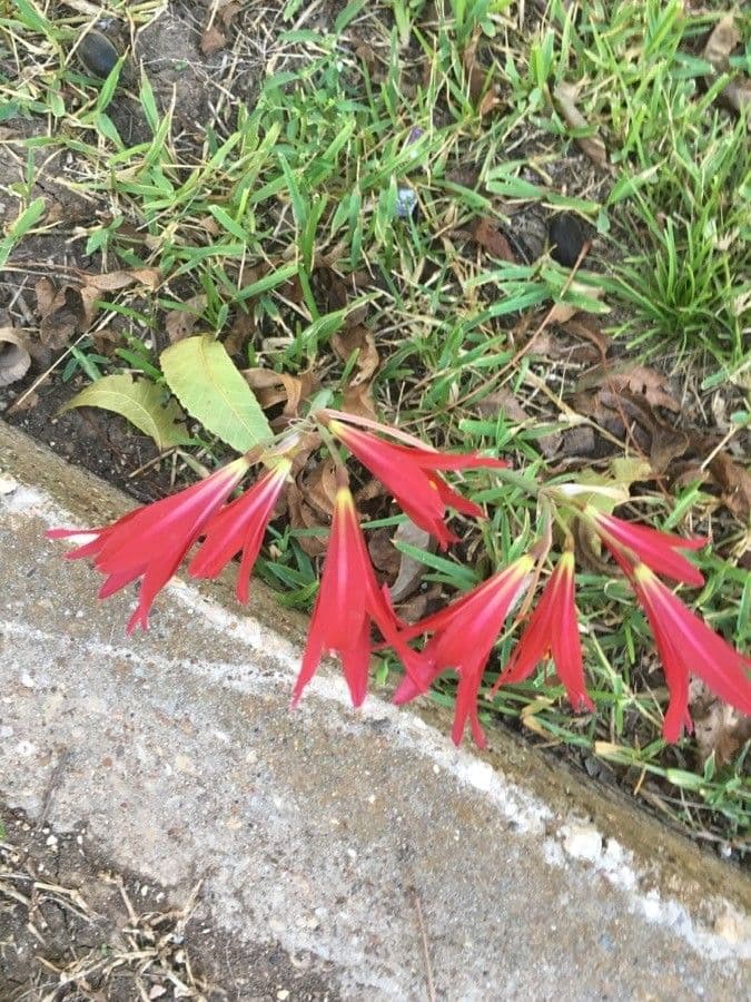 Rhodophiala 6