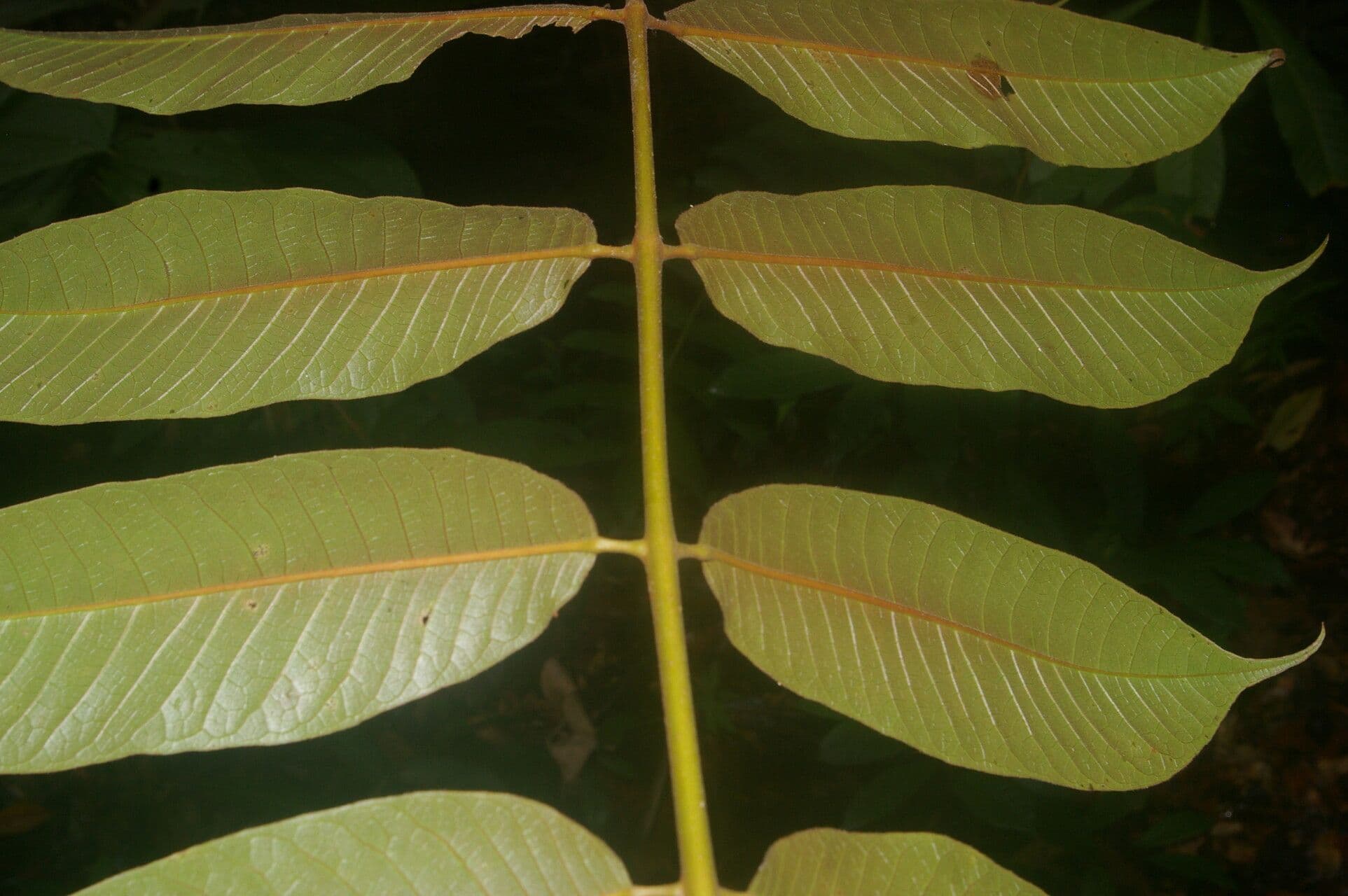 Trattinnickia 2