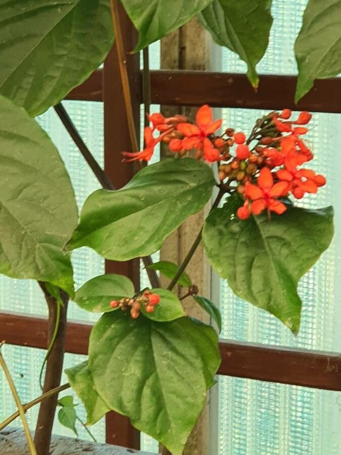 Clerodendro splendente 10