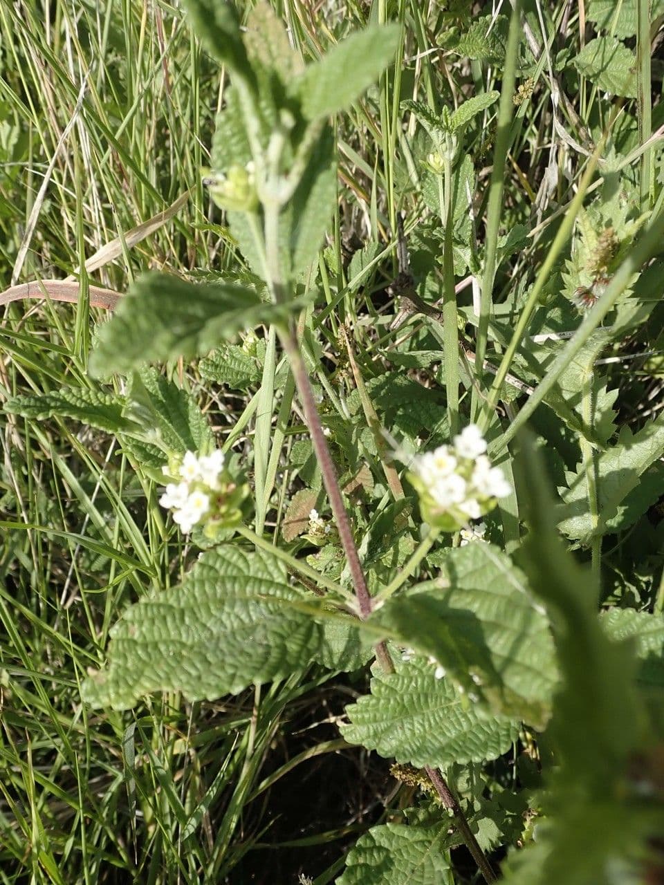 Lantana 11