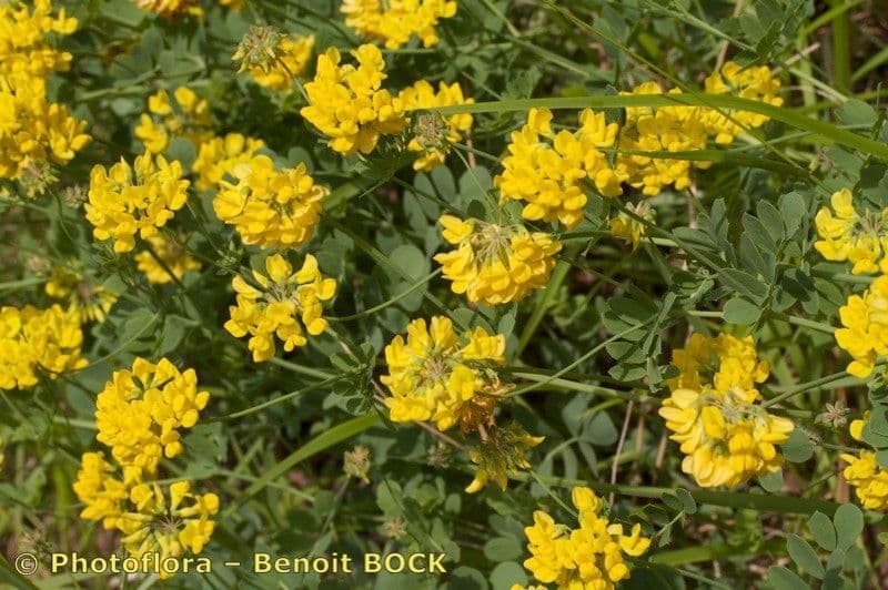 Coronilla coronata 22