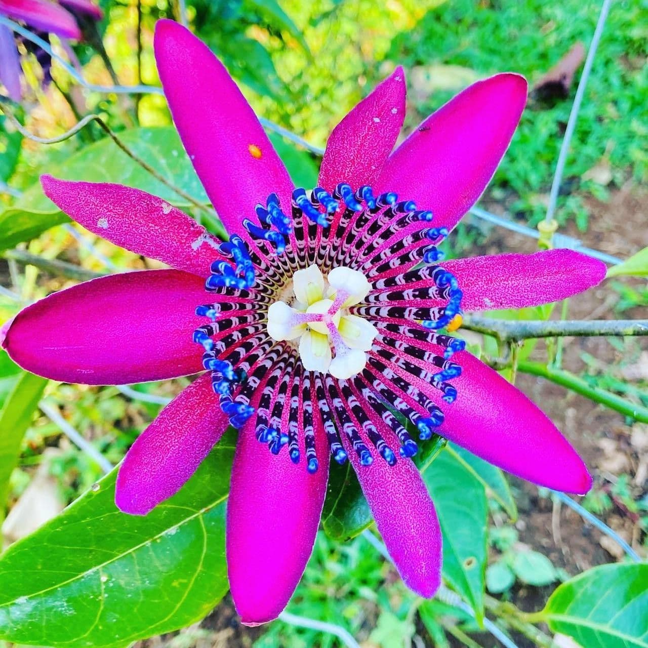 Passiflora ambigua 9