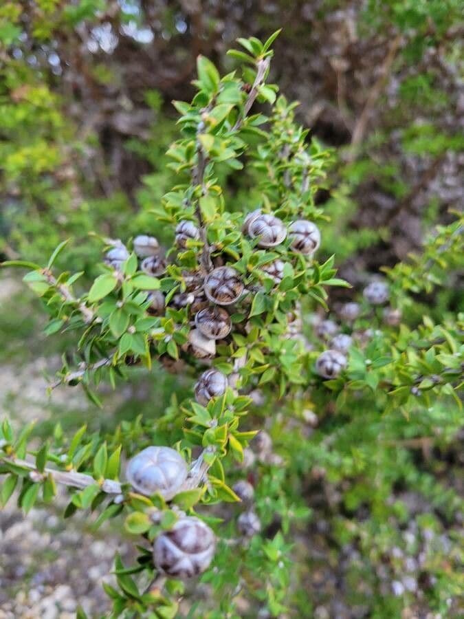 Leptospermum squarrosum