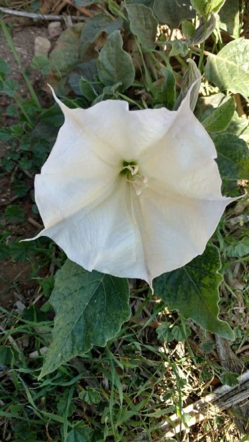 Datura di Wright 10