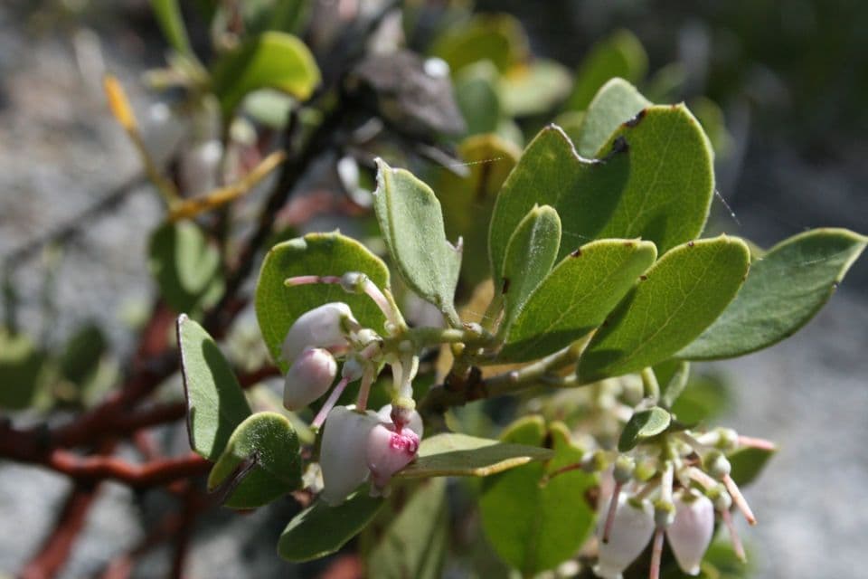 Arctostaphylos mewukka 5