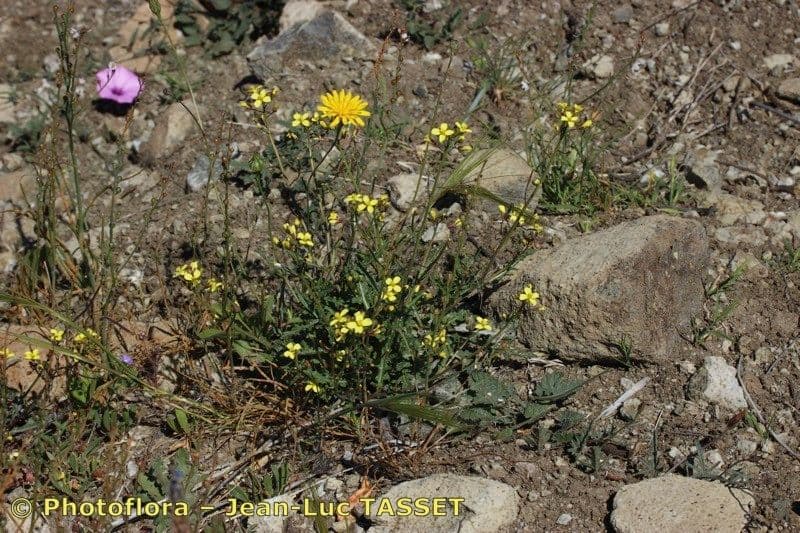 Diplotaxis ilorcitana 6