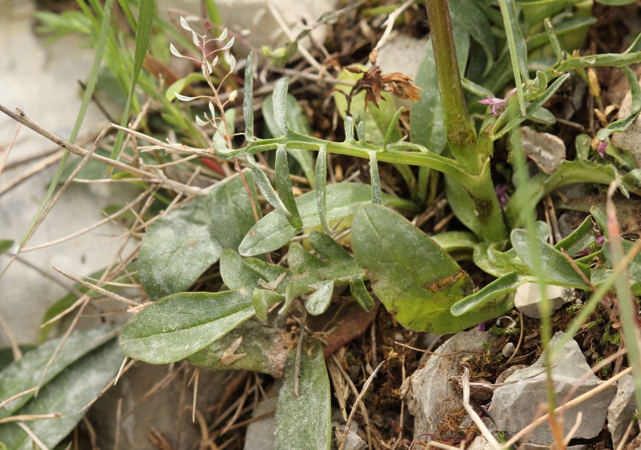 Valeriana tuberosa 11