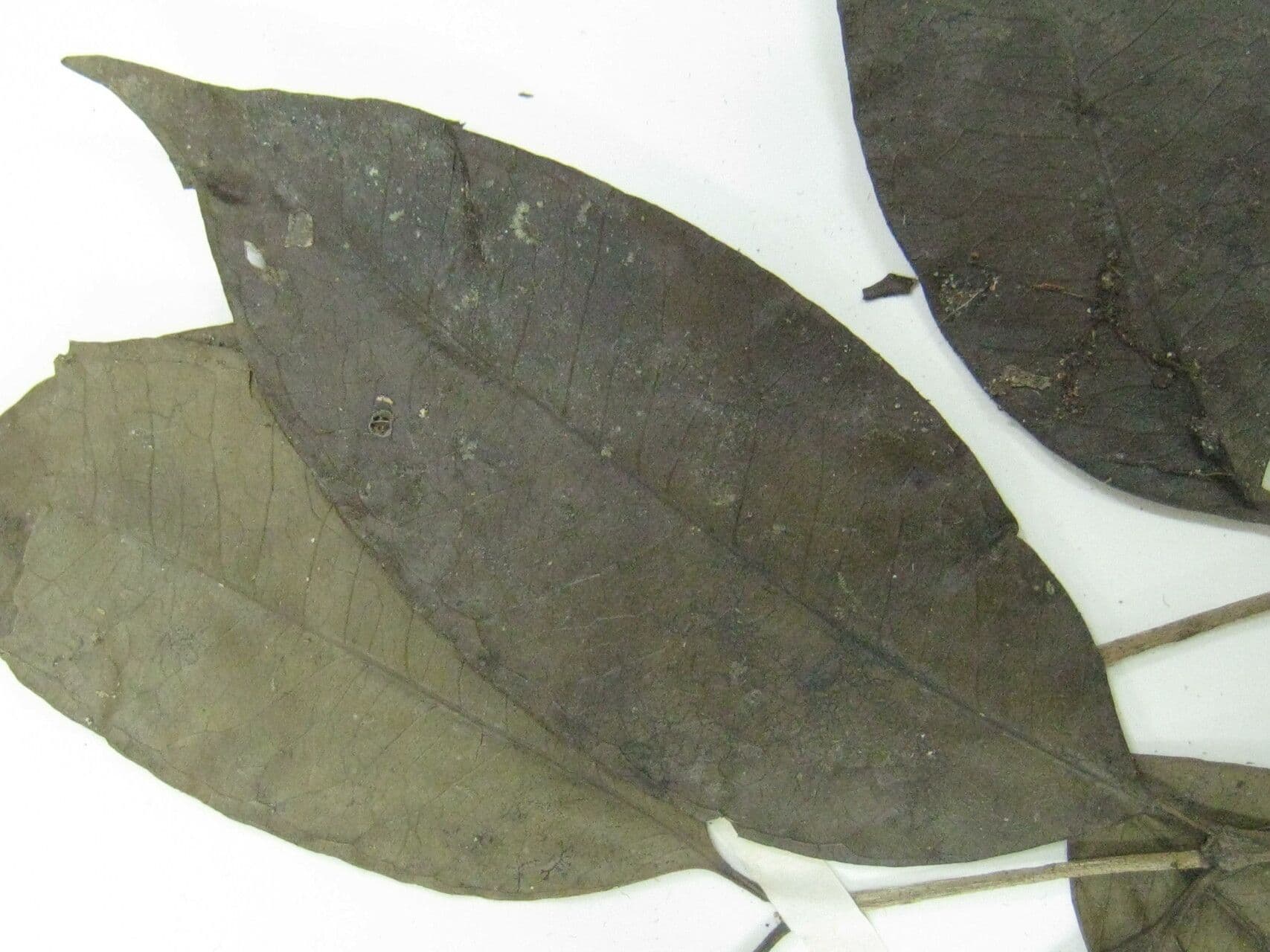 Eugenia 5
