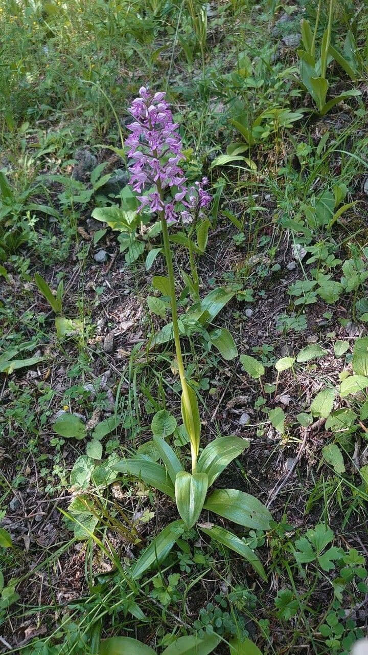 Orchidea militare 7