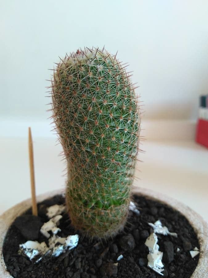 Mammillaria di Matuda 14