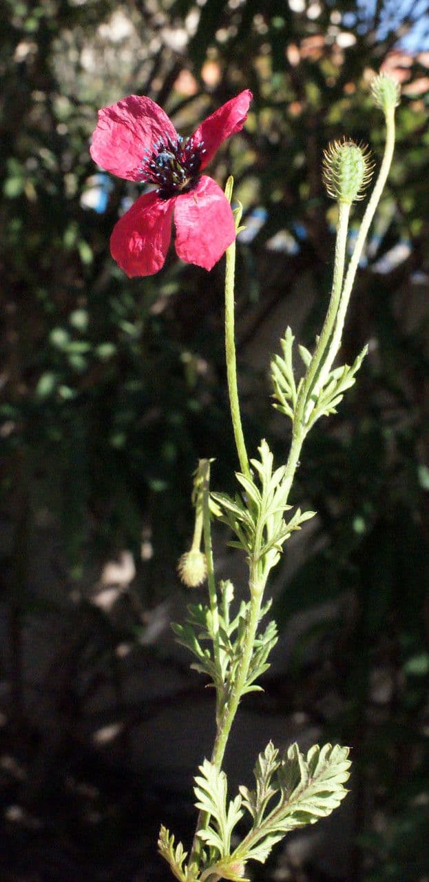 Bastard-Mohn 29