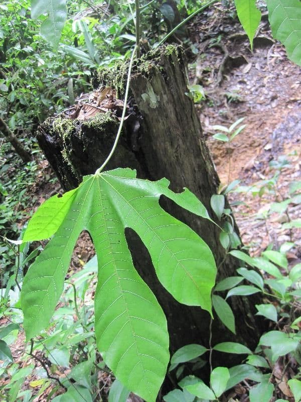 Sterculia