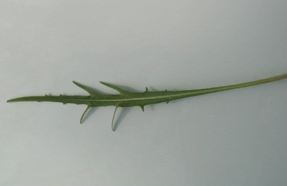 Agoseris 19