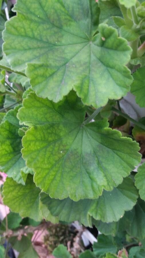 Pelargonium inodorum 13
