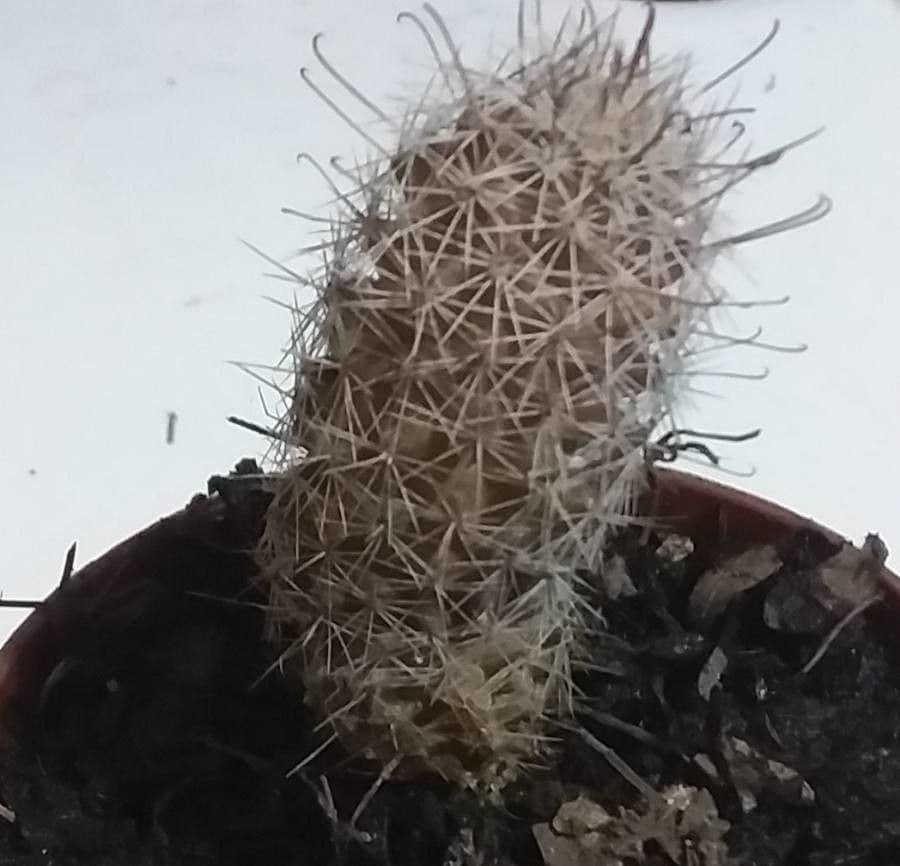 Cactus Mammillaria à queue de rat 12