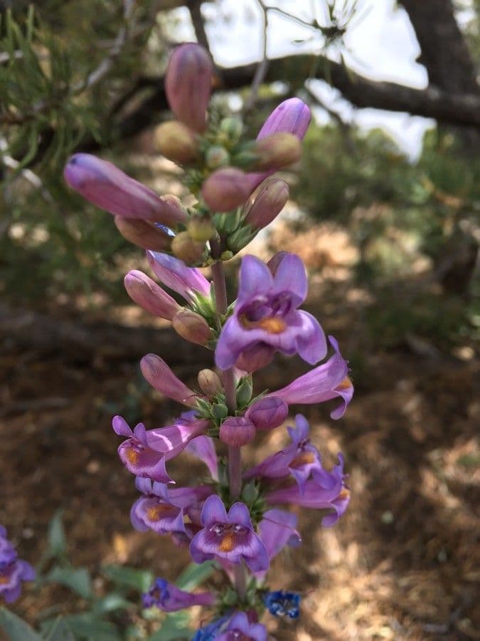Penstemon secundiflorus 2