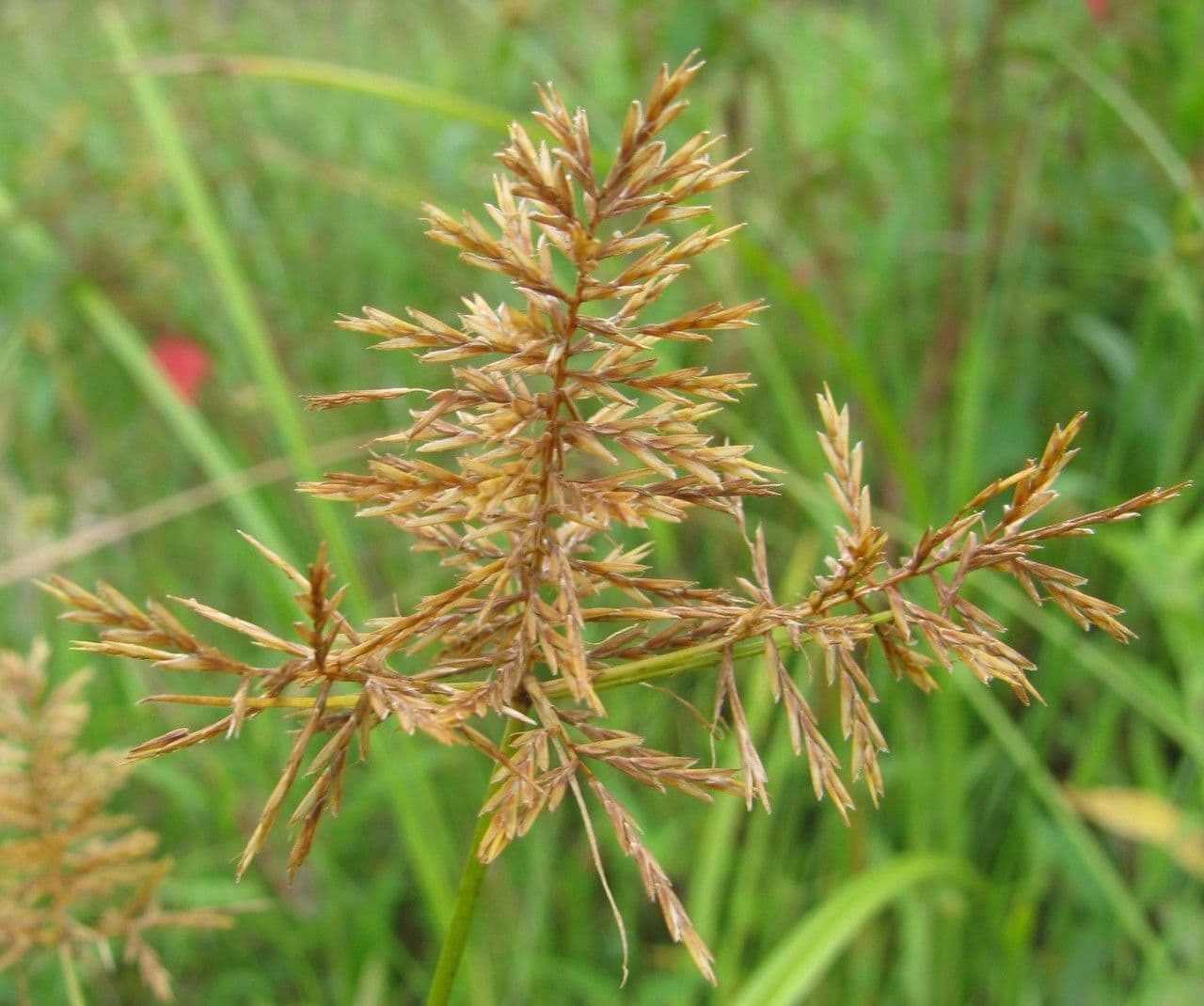 Zigolo odoroso 2