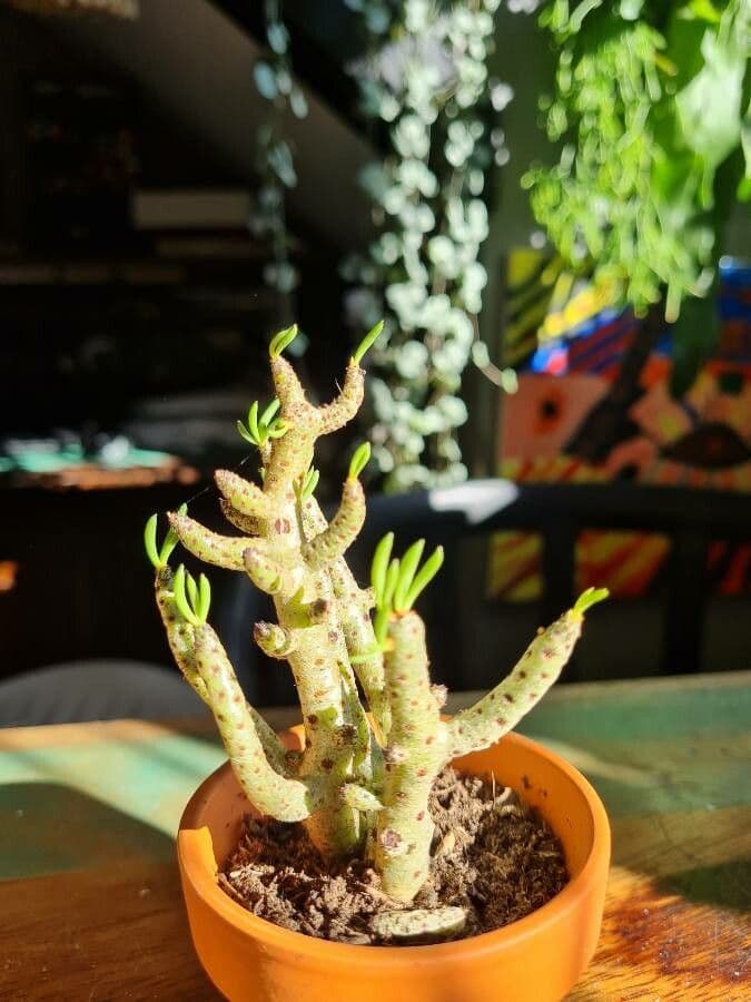 Cotyledon 4