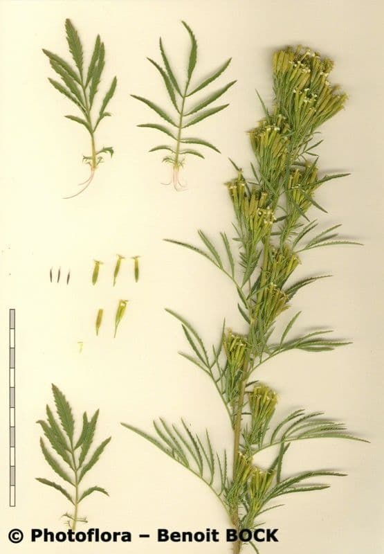 Tagetes minuta 28