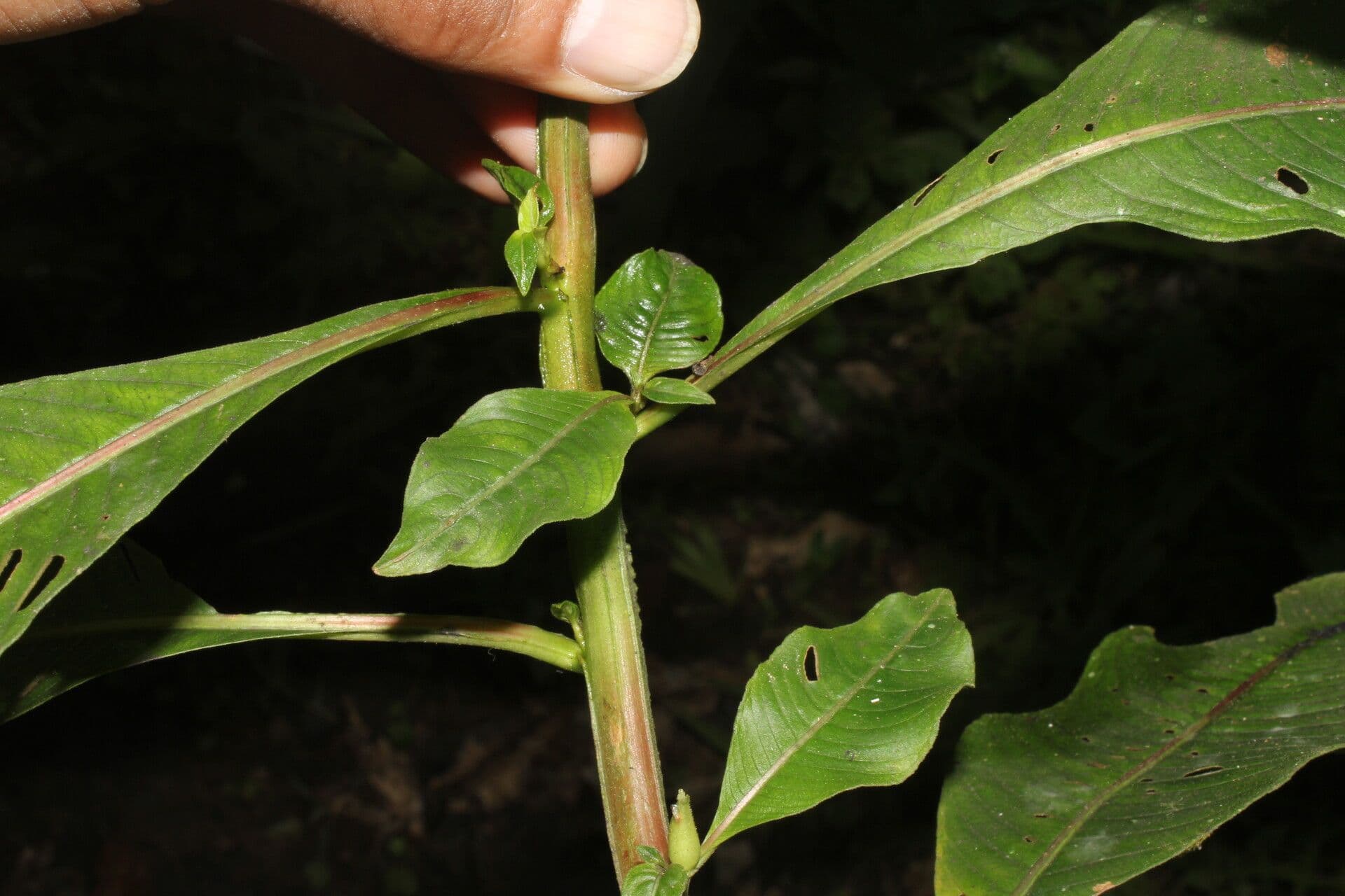 Ludwigia 16