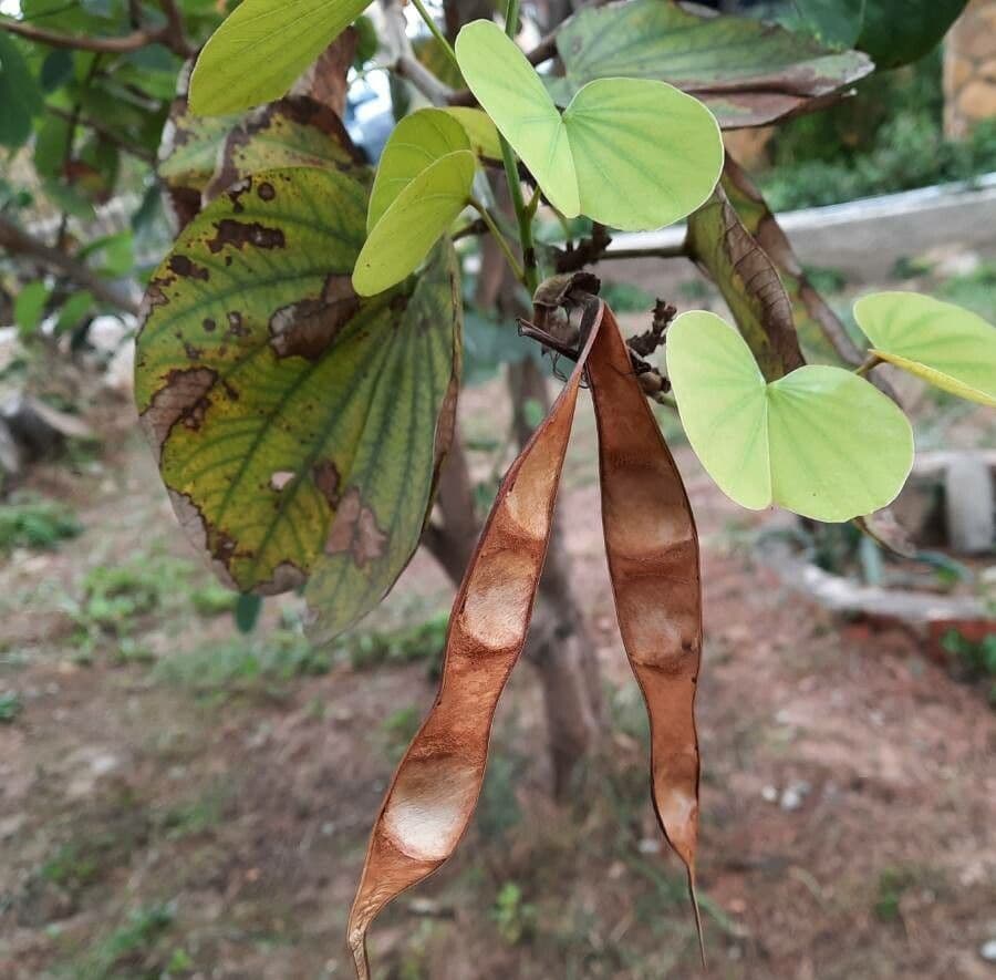 Bauhinia purpurea