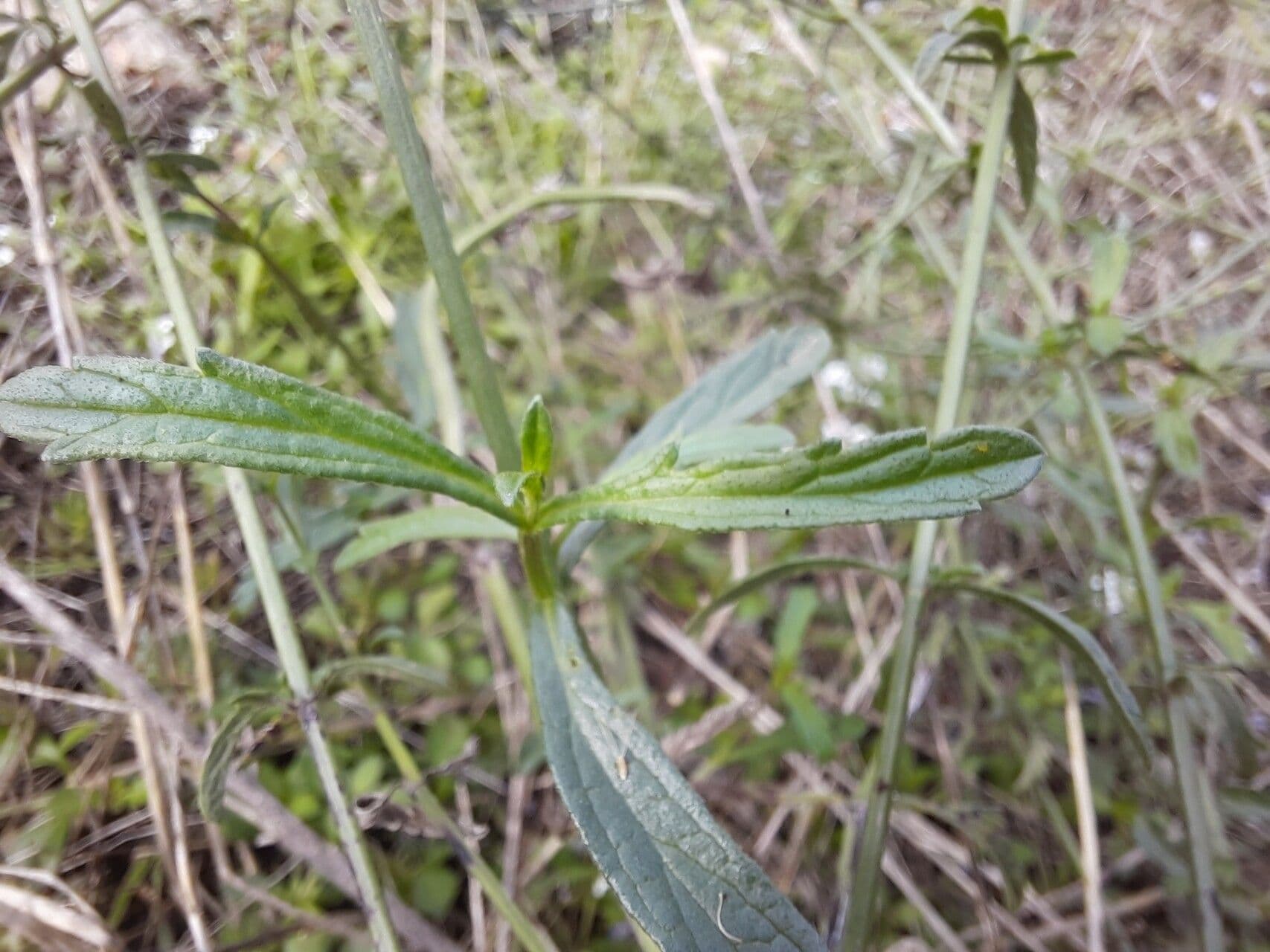 Verbena litorale 15