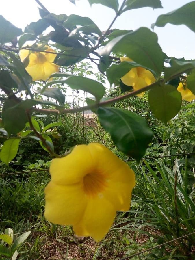 Allamanda 9