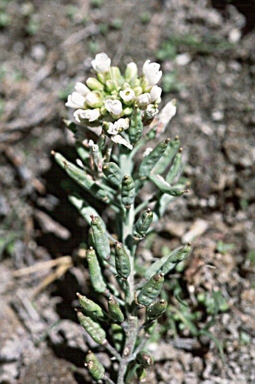 Polyctenium Fremonta 3