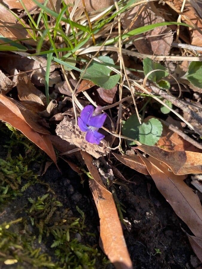 Viola americana