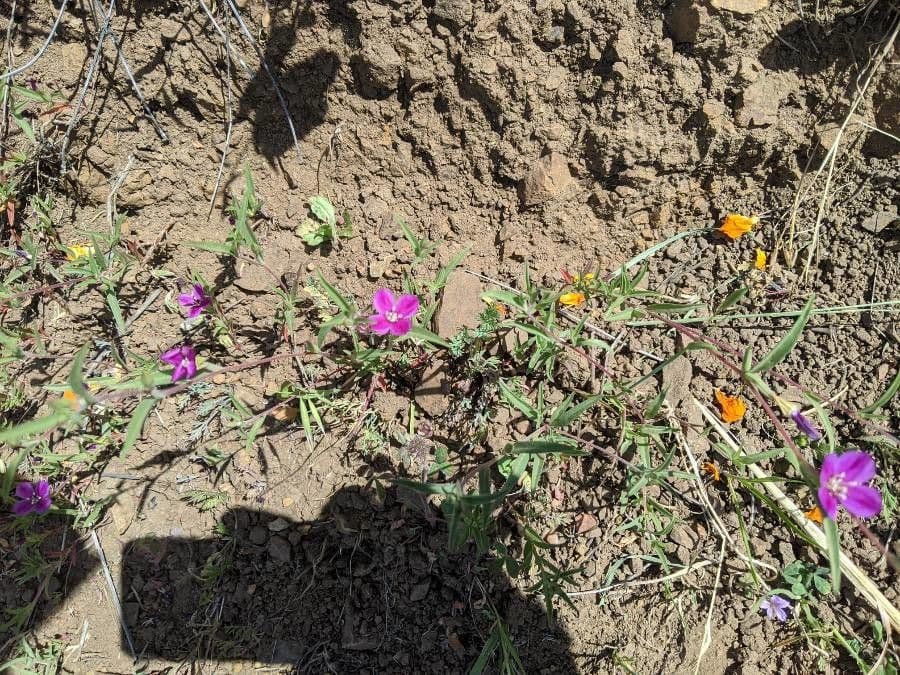 Clarkia purpurea 2